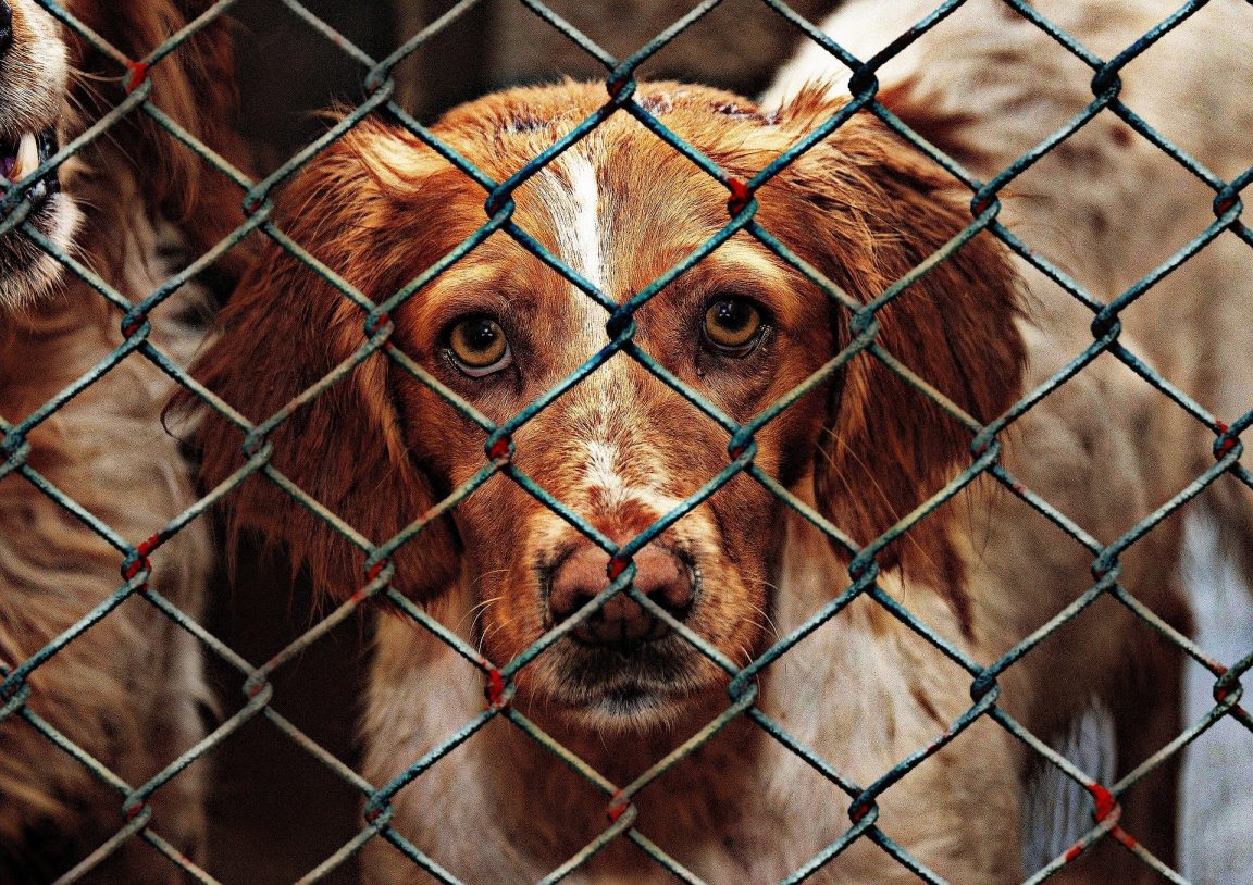 animal-shelter-abandon-pooch